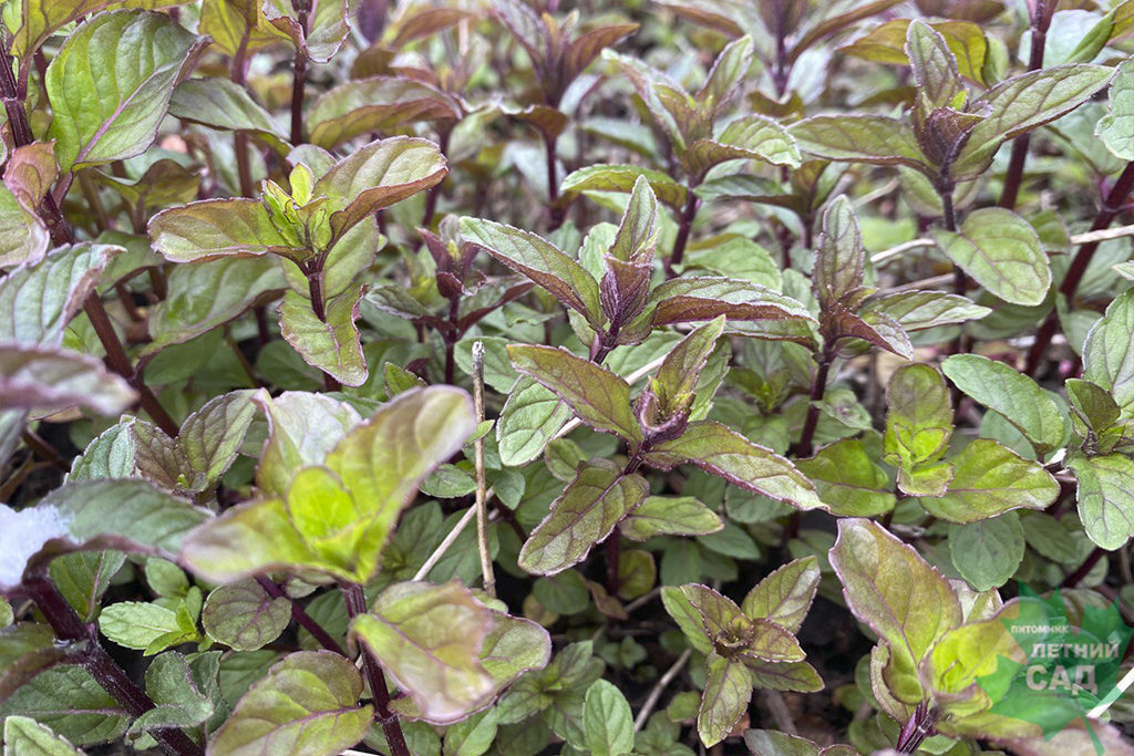 Мята Чоколейт