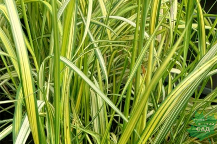 Вейник остроцветковый Энгланд С1,5