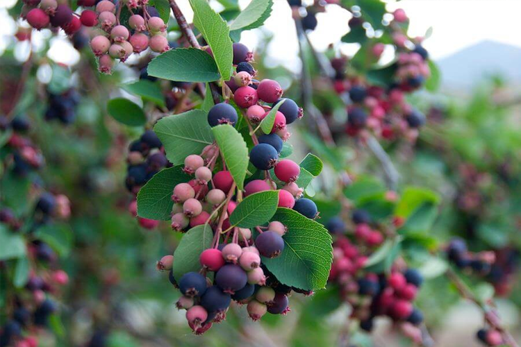 Ирга Обелиск