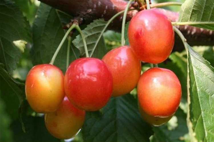 Черешня памяти. Черешня памяти. Вишня обыкновенная морозовка. Черешня памяти. Черешня брянская розовая.