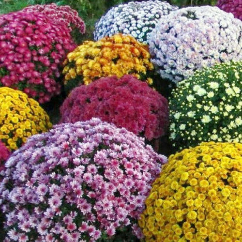 Хризантема микс (Chrysanthemum MIX multiflora) С7,5 Ег