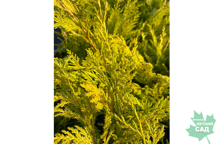 Купрессоципарис Лейланда Голд Райдер