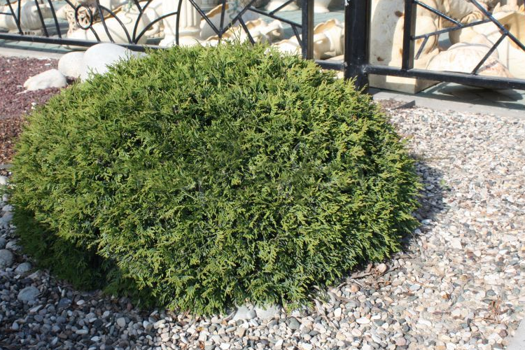(Thuja occidentalis Recurva Nana) 15