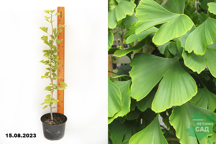 Гинкго двулопастный С3
