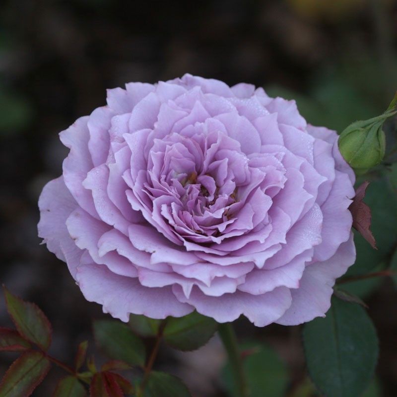 ローズちゃん‼️ Роза миниатюрная Лавендер Кристалл (Rosa Miniature Lavender