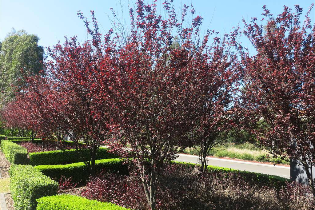 Слива растопыренная Нигра