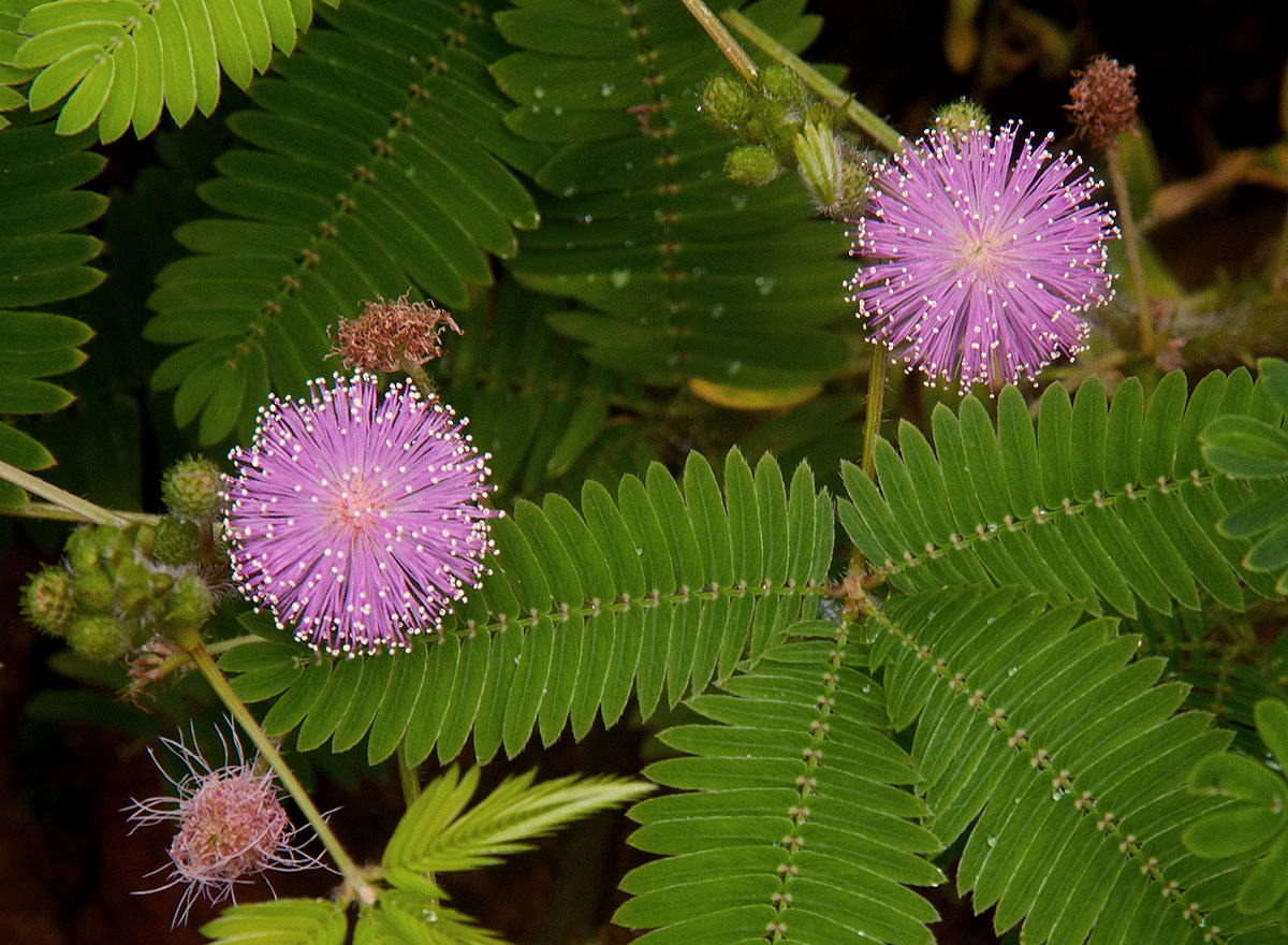 Мимоза стыдливая. Мимоза стыдливая Mimosa pudica. Мимоза стыдливая семена. Мимоза стыдливая Кампина.