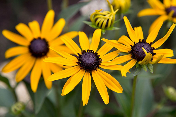 Рудбекия блестящая Литтл Голдстар (Rudbeckia fulgida Little Goldstar)
