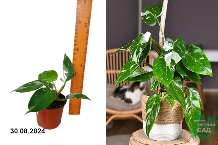 Филодендрон Вайт Принцесс (Philodendron) Р13