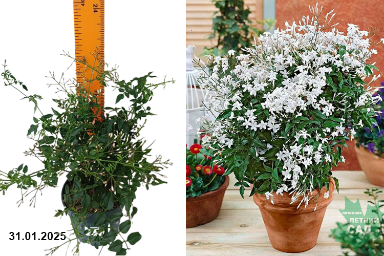 Жасмин полиантовый (Jasminum polyanthum) Р12