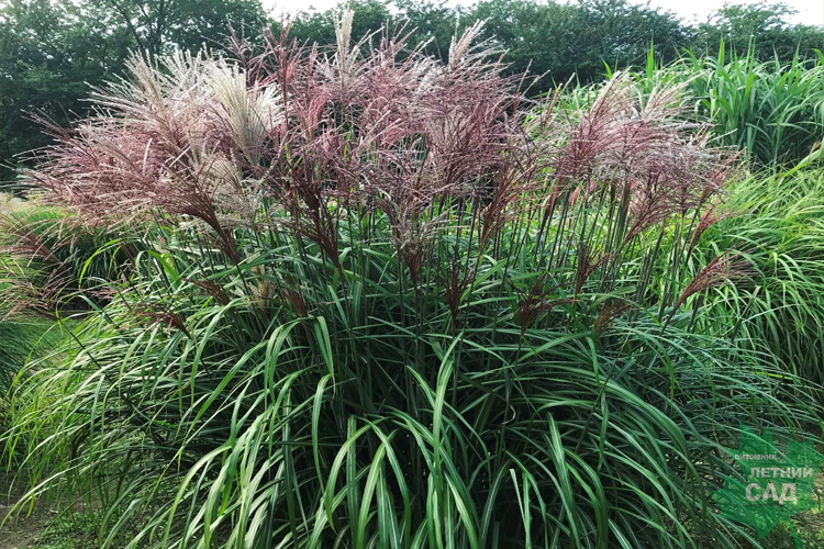Мискантус китайский Малепартус С2