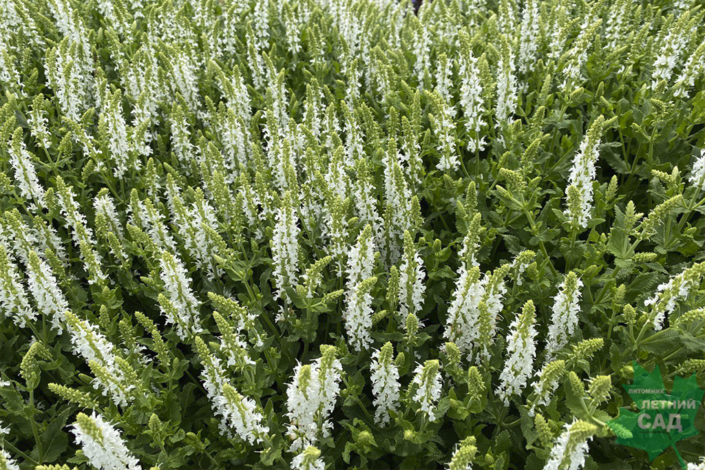 Шалфей дубравный Шнеехюгель