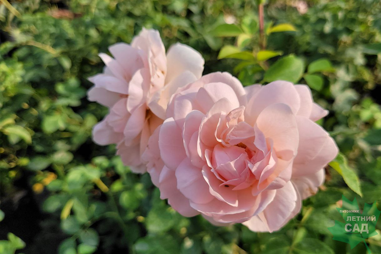 Роза английская Вайлдив (Rose еnglish Wildeve) С7