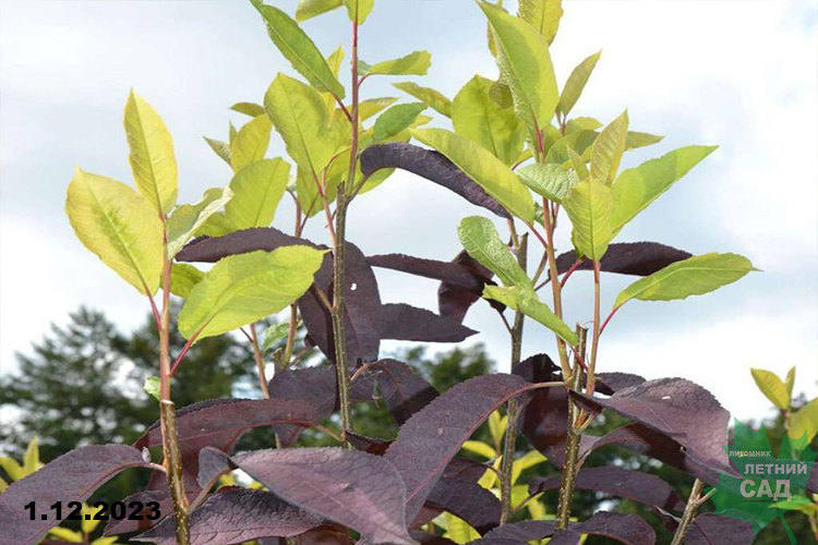 Черемуха Неубиенная (Prunus Neubiennaya) С7,5