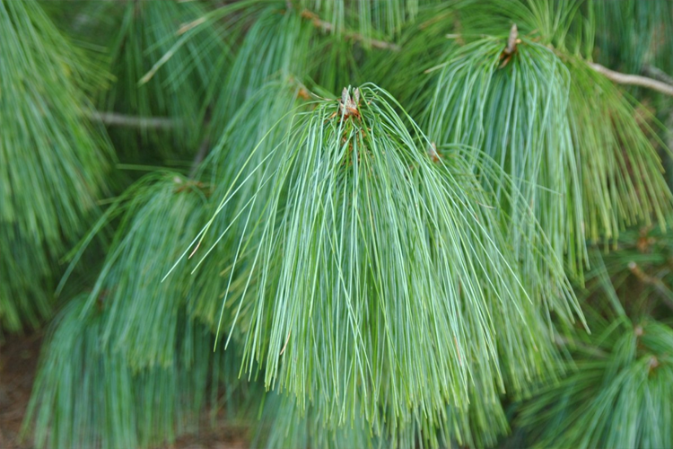Сосна гималайская (Уоллича) (Pinus wallichiana)