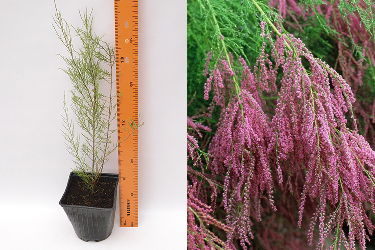 Тамарикс (Гребенщик) ветвистый Рубра (Tamarix ramosissima Rubra) С2