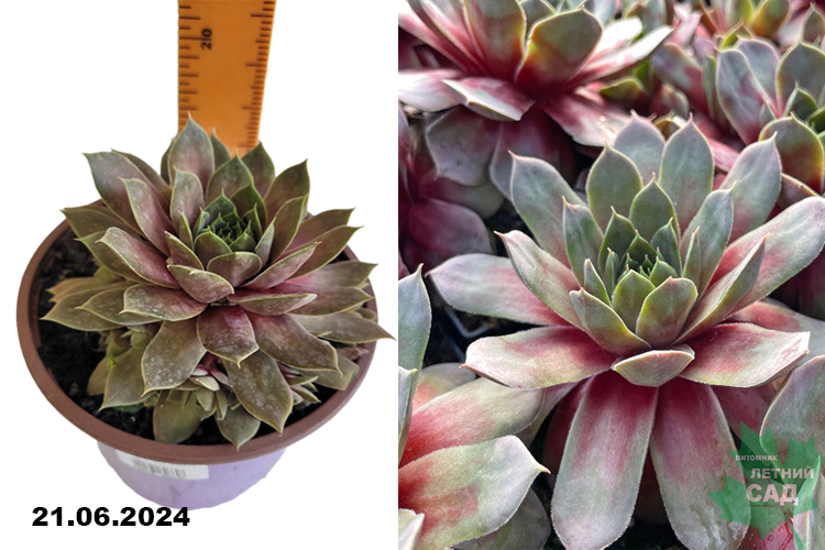 Молодило Пурпл Кварц (Sempervivum Purple Quartz) С2
