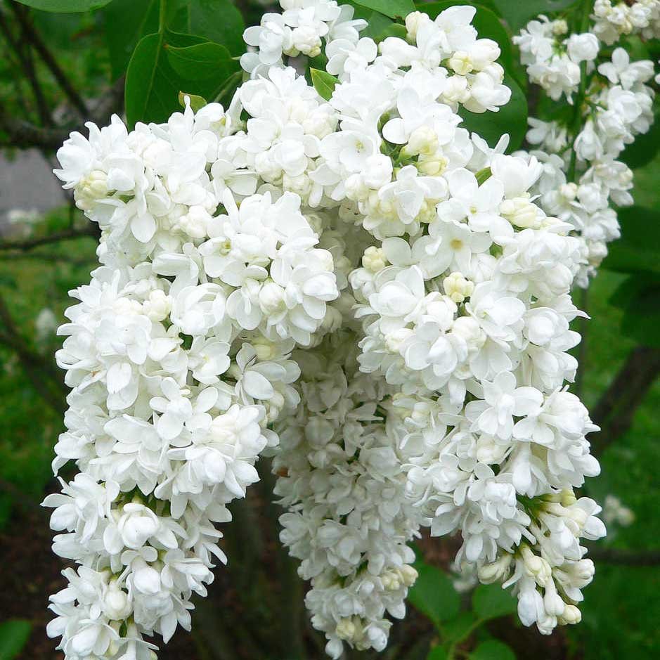 Сирень обыкновенная Мисс Элен Вилмот (Syringa vulgaris Miss Ellen Willmott)  С3