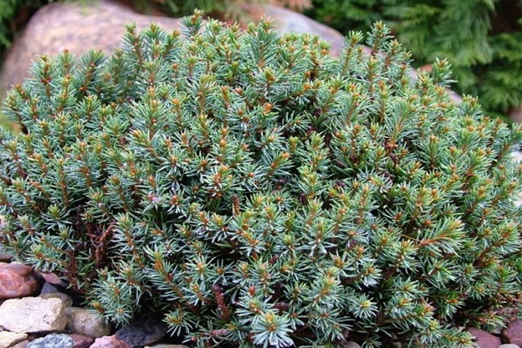 Ель канадская Блу Планет