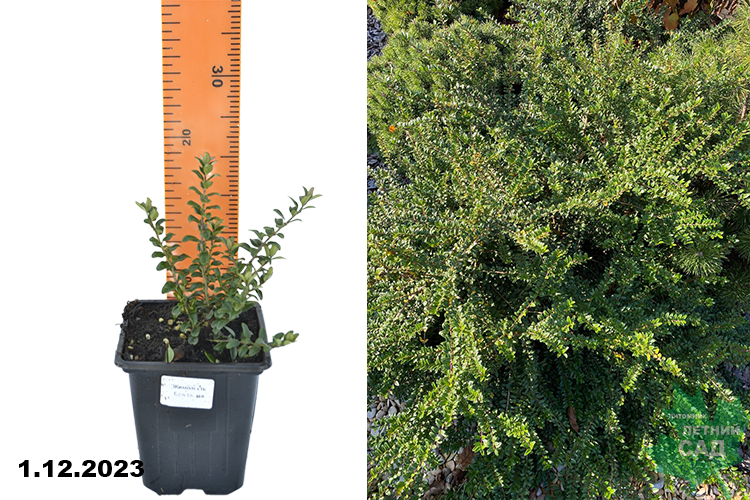 Жимолость блестящая (Lonicera nitida) Р9