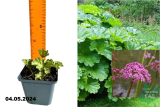 Дармера щитовидная (Darmera peltata) Р9