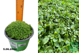 Мята корсиканская Мини Минт (Mentha requienii Mini Mint) С2