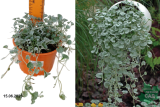 Дихондра Сильвер Фоллс (Dichondra argentea Silver Falls) С1,5
