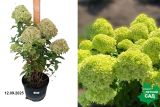 Гортензия метельчатая Граундбрейкер Гринни (Hydrangea paniculata Groundbreaker Grini) С5