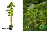 Липа мелколистная (Tilia cordata) С3