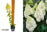 Гортензия метельчатая Полар Бир (Hydrangea paniculata Polar Bear) Р9