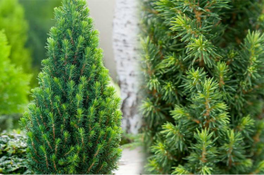 Ель канадская Пикколо