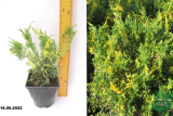 Можжевельник китайский Плюмоза Ауреовариегата (Juniperus chinensis plumos Aureovarigata) С2
