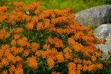 Ваточник Тубероза (Asclepias tuberosa)