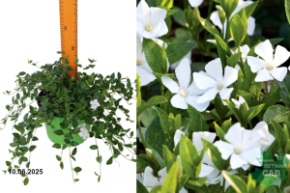 гертруда джек