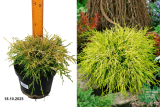 Кипарисовик горохоплодный Санголд (Chamaecyparis pisifera Sungold) С3 х