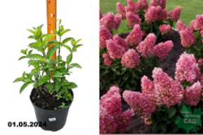 Гортензия метельчатая Пинки Промис (Hydrangea paniculata Pinky Promise) С5
