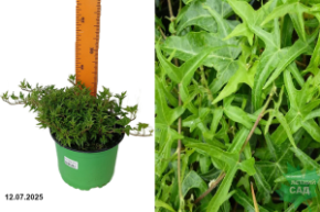 плющ криспи