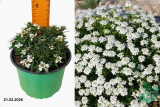 Иберис вечнозеленый Вайтаут (Iberis sempervirens Whiteout) С1,5