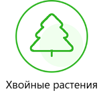 Хвойные деревья и кустарники