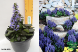 Живучка ползучая Блюберри Маффин (Ajuga reptans Blueberry Muffin) С1,5