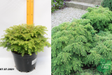 Тсуга канадская Джеделох (Tsuga canadensis Jeddeloh) С5