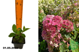 Гортензия метельчатая Самарская Лидия (Hydrangea paniculata Samarskya Lydia) Р9