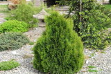 Туя западная Микки (Thuja occidentalis Miky)