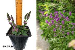 Стахис лекарственный Юкки (Stachys officinalis Ukkie) Р9