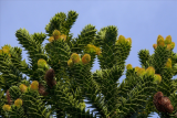 Араукария чилийская (Araucaria araucana) С3