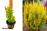 Барбарис Тунберга Мария (Berberis thunbergii Maria) С2