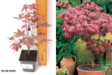 Клен пальмолистный Атропурпуреум (Acer palmatum Atropurpureum) Р9