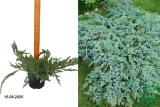 Можжевельник чешуйчатый Блю Карпет (Juniperus squamata Blue Carpet) С3 Аг