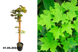 Клен остролистный (платанолистный) (Acer platanoides) С3