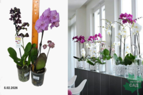 орхидея микс